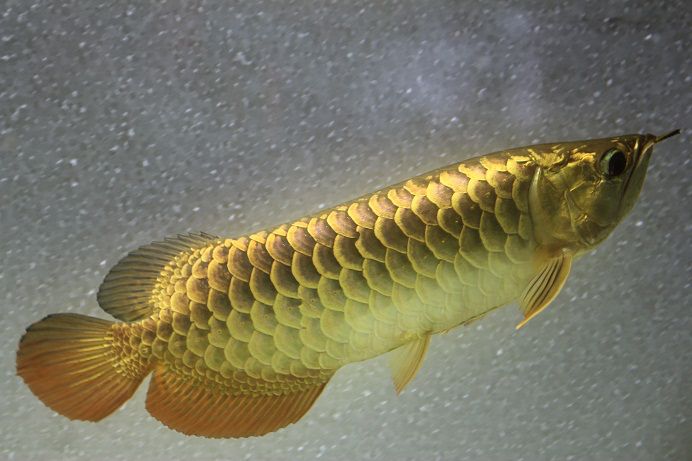 Golden Crossback Arowana side view