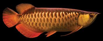 Golden Crossback Arowana