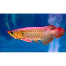Red Tail Golden Arowana full body
