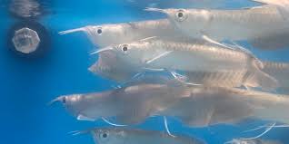 Silver Arowana full body