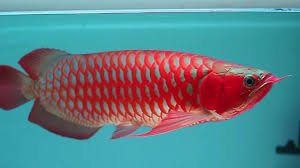 Super Red Asian Arowana