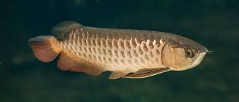 Asian Arowana for sale near me