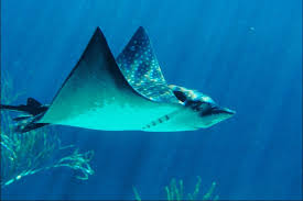 Saltwater Stingray for sale