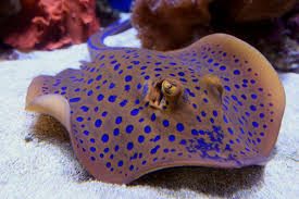 Freshwater Stingray for sale near me