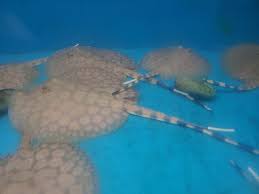 Flower Ray thumbnail 2