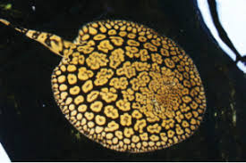 Flower Ray
