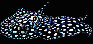 Leopoldi Stingray