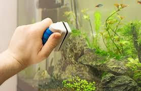 Aquarium Setup Guide - tank setup for arowana and stingray