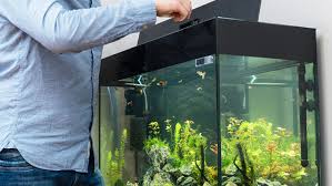 Arowana Care Guide - complete arowana care information