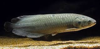 African Arowana side view