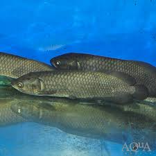 African Arowana full body