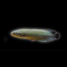 African Arowana close up