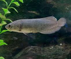 African Arowana for sale - unique African species with omnivorous diet