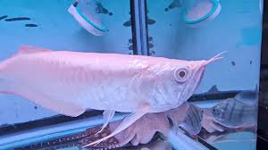 Albino Silver Arowana side view
