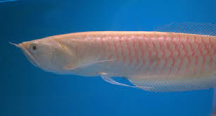 Albino Silver Arowana full body