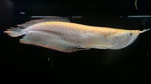 Albino Silver Arowana close up