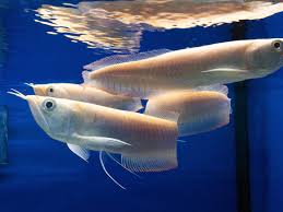 Albino Silver Arowana for sale - rare white coloration with pink/red eyes