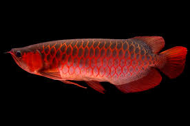 Asian Arowanas for sale near me
