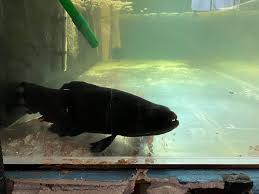 Black Arowana side view