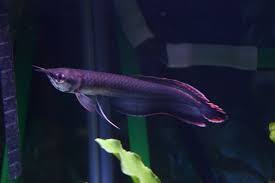 Black Arowana full body
