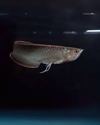 Black Arowana juvenile with stripes