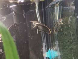 Black Arowana for sale - stunning dark coloration with iridescent highlights