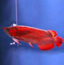 Blue Base Super Red Arowana side view