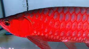 Blue Base Super Red Arowana full body