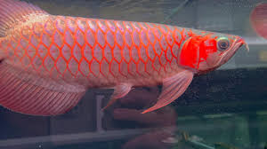 Blue Base Super Red Arowana scale detail