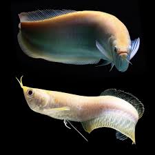 Brackish Saltwater Arowana alternatives
