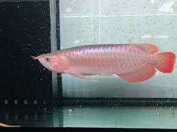 Green Base Super Red Arowana full body