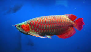 Green Base Super Red Arowana for sale - unique green base with deep red fins
