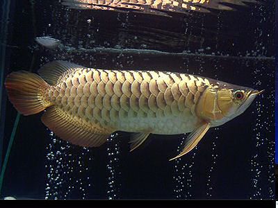 High Back Golden Arowana full body