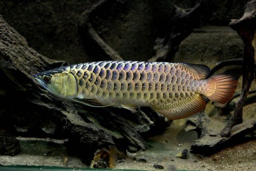 High Back Golden Arowana scale detail