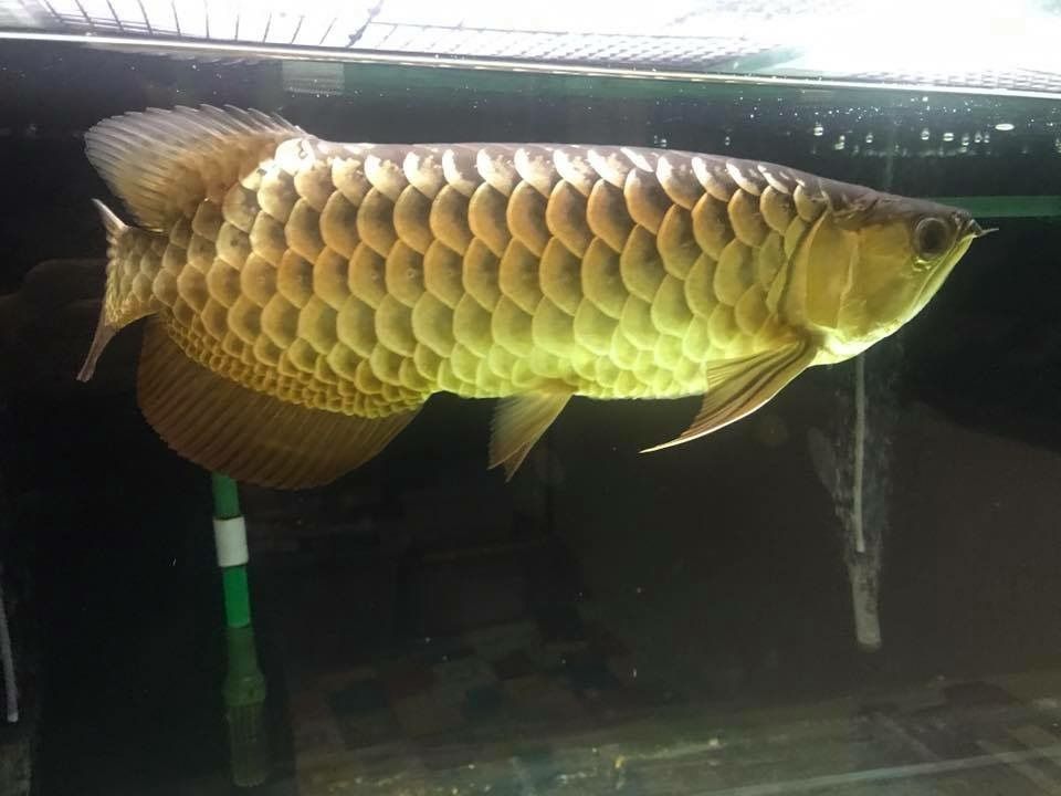 High Back Golden Arowana for sale - brilliant gold scales rising high on the body