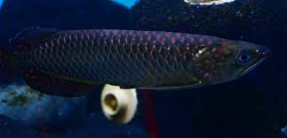Northern Spotted Jardini side view