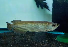 Northern Spotted Jardini full body