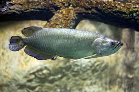 Northern Spotted Jardini Arowana for sale - bold large pearl spots
