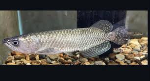 Jardini Arowana