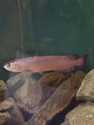 Leichardti Arowana side view