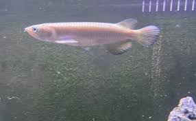 Leichardti Arowana full body