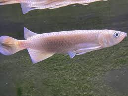 Leichardti Arowana for sale - peaceful Australian arowana with golden-bronze coloration