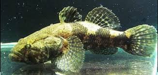 Marble Goby side view