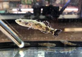 Marble Goby full body