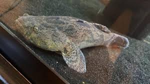 Marble Goby close up