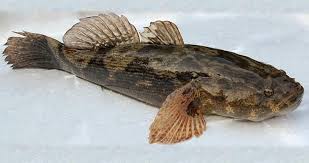 Marble Goby Saltwater Arowana for sale - beautiful marbled pattern