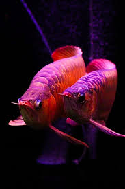 Arowana pairs and breeders for sale