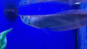 Platinum Silver Arowana side view