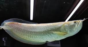 Platinum Silver Arowana full body