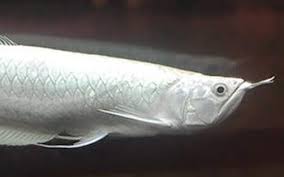 Platinum Silver Arowana close up scales